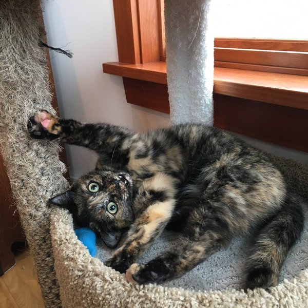 Mai, a tortoiseshell cat rolling on her back in a cat-tree bed with a blue toy.